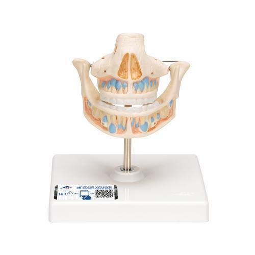 11750 VE282 01 Milchgebiss Modell mit Anlagen der bleibenden Zaehne 3 B Smart Anatomy