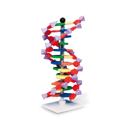 14944 W19763 01 DNA Doppelhelix Modell mini DNA Bausatz 12 Segmente