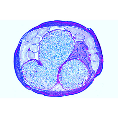 15309 W13085 01 The Ascaris megalocephala Embryology French