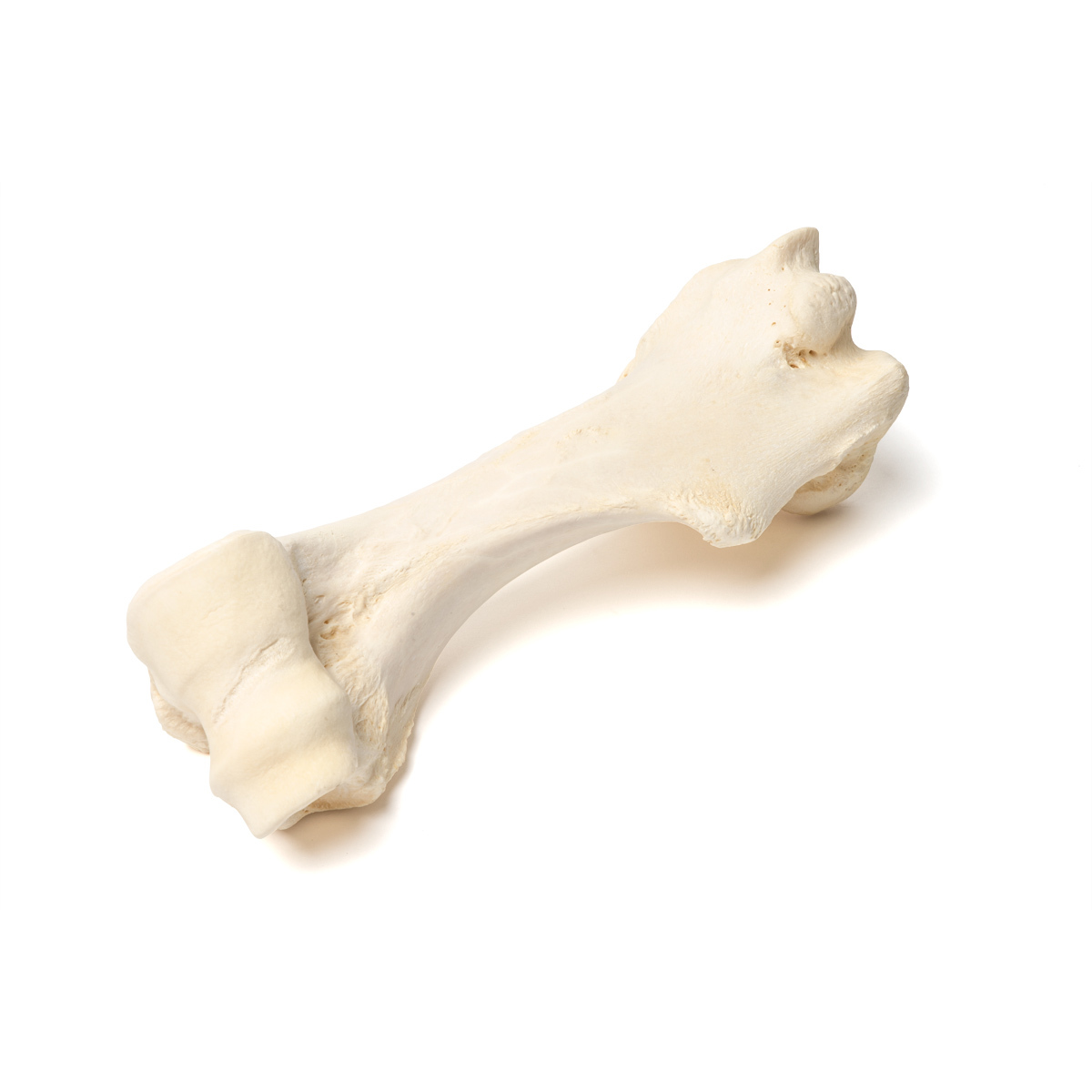 T30067 01 1200 12001021066 Mammalian humerus