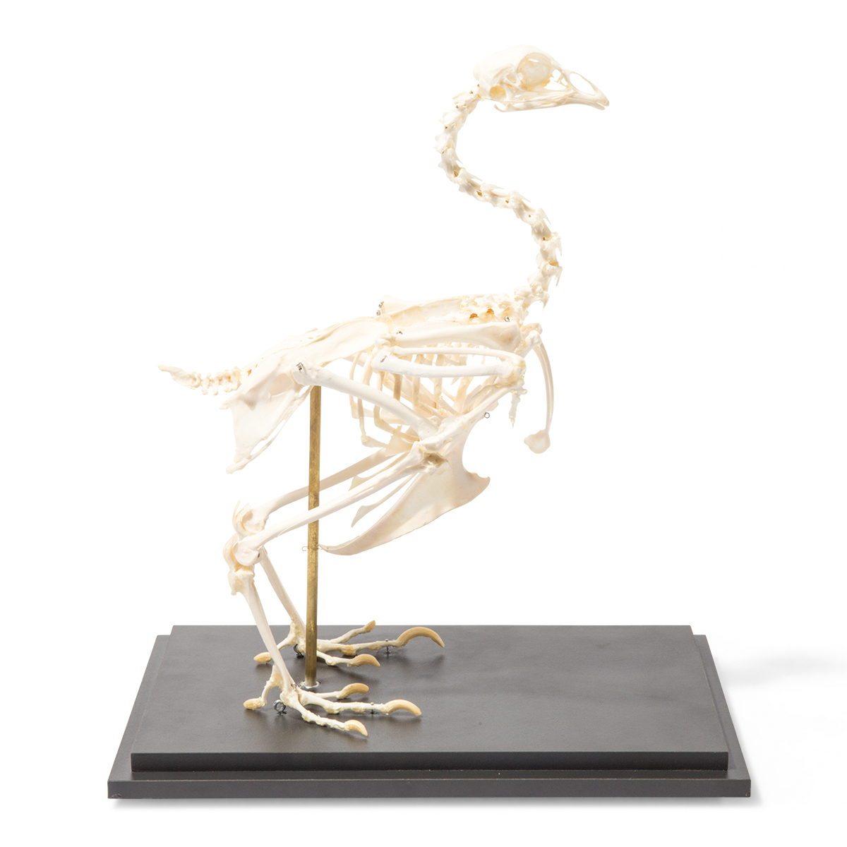 T300021 01 1200 12001020966 Chicken Skeleton Gal