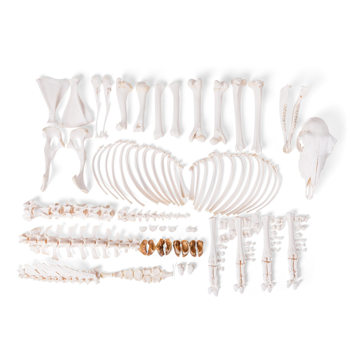 T300361f U 01 1200 12001021026 Sheep skeleton Ovi