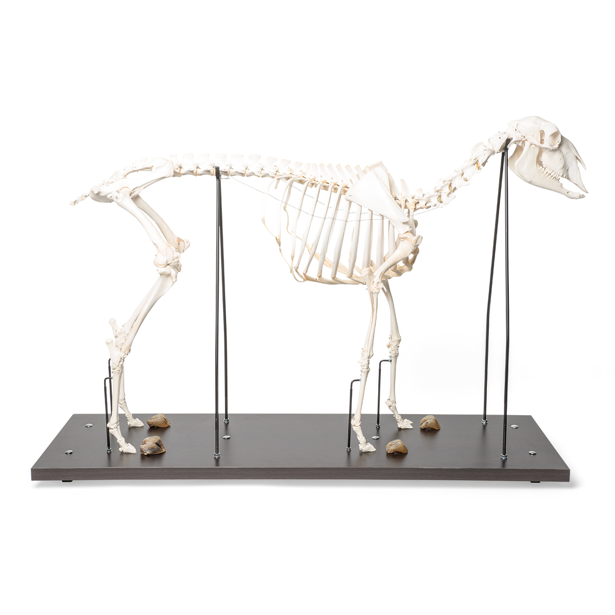 T300361m 01 1200 12001021025 Domestic Sheep Skele