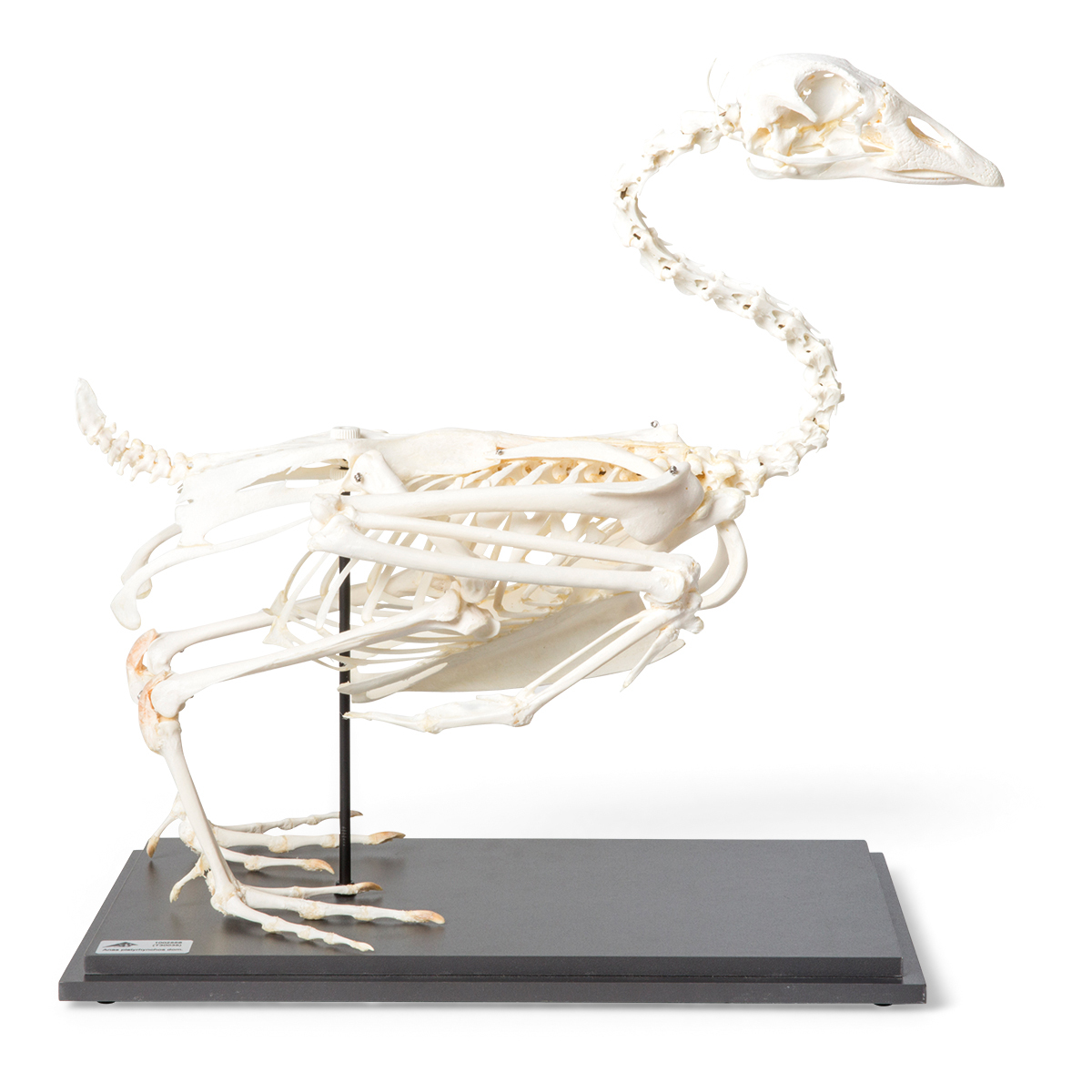 T300451 01 1200 12001021033 Goose Skeleton Anser