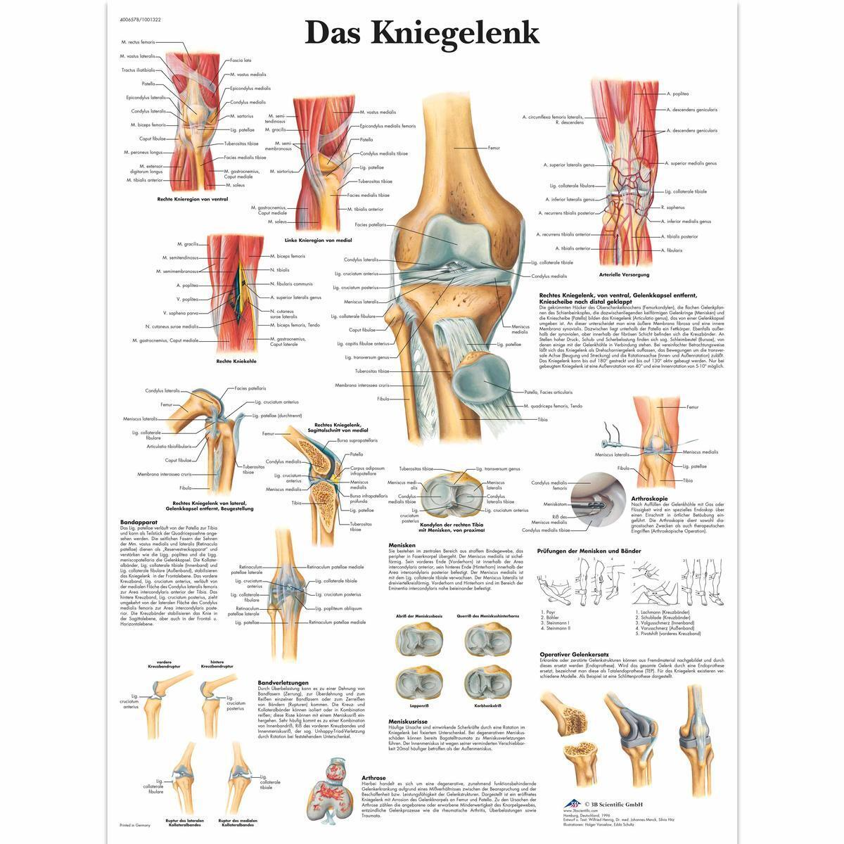 VR0174 UU 01 1200 12004006578 Das Kniegelenk 1