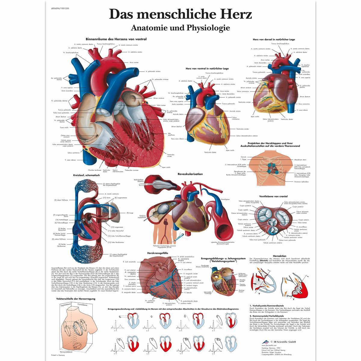 VR0334 L 01 1200 12001001358 Das menschliche Herz