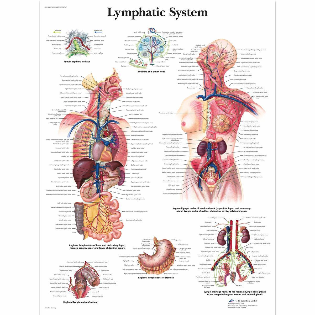 VR1392 L 01 1200 12001001540 Lymphatic System Char