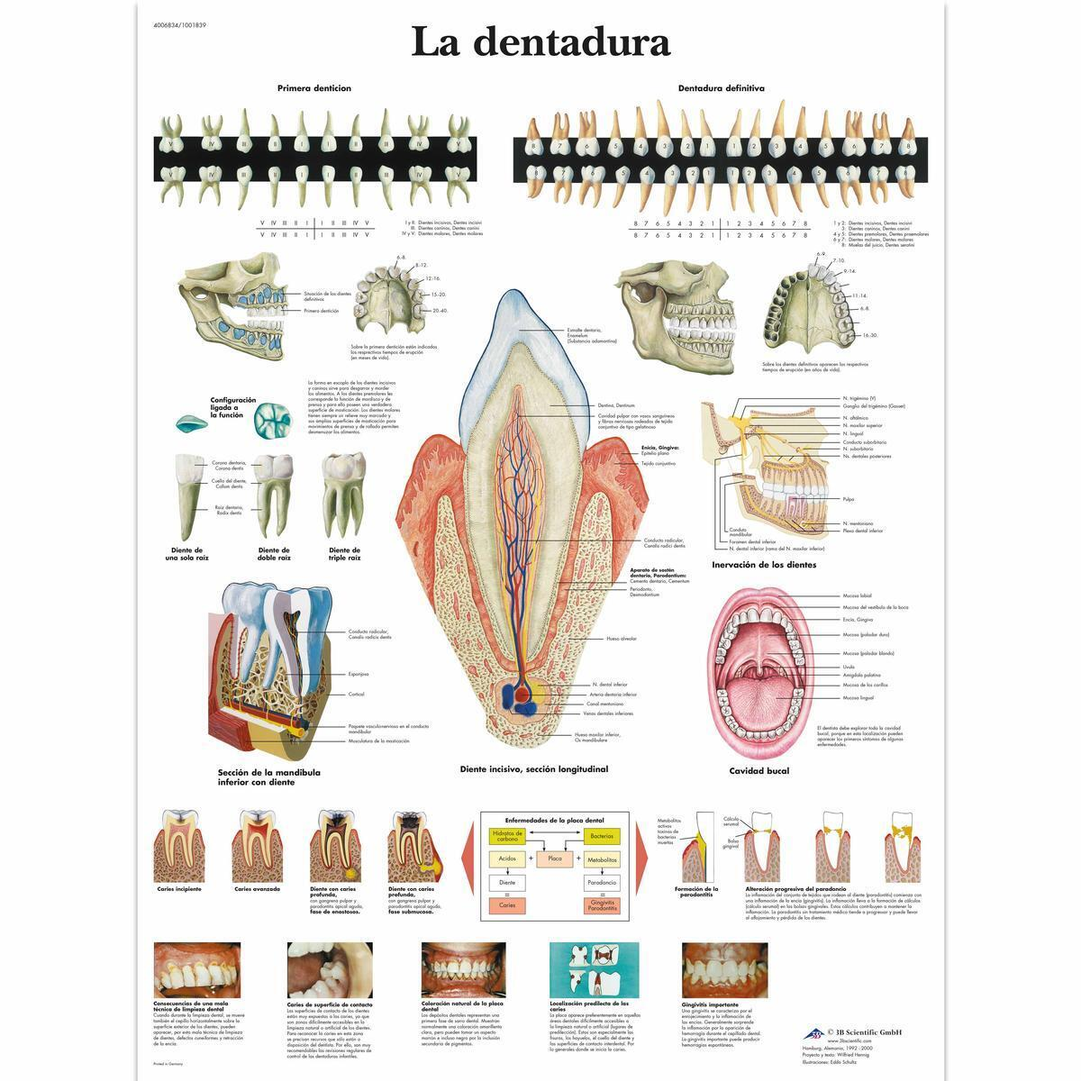 VR3263 L 01 1200 12001001839 La dentadura