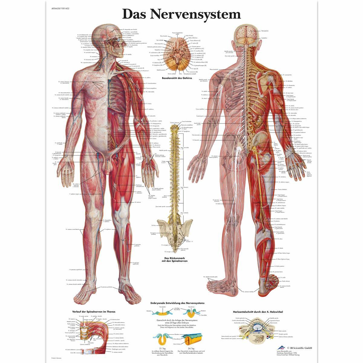 VR0620 L 01 1200 12001001422 Das Nervensystem