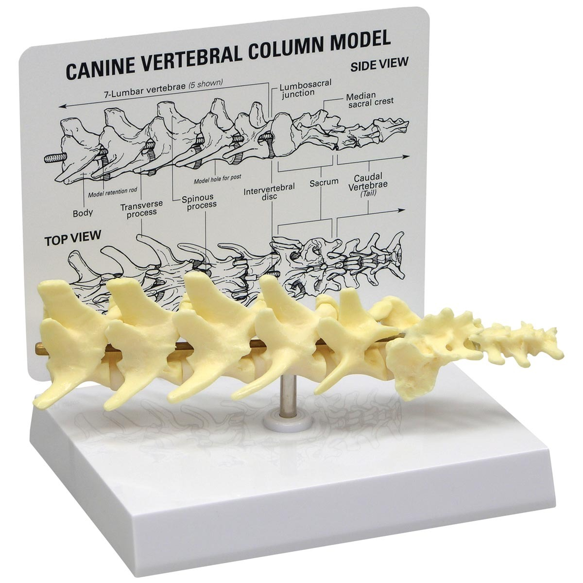 W33353 01 1200 12001019581 Canine 5piece Vertebr