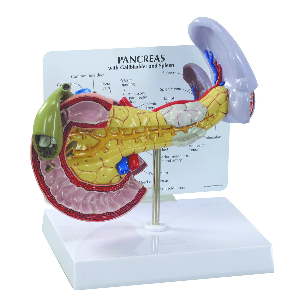 W33367 01 1200 12001019553 Pancreas Model