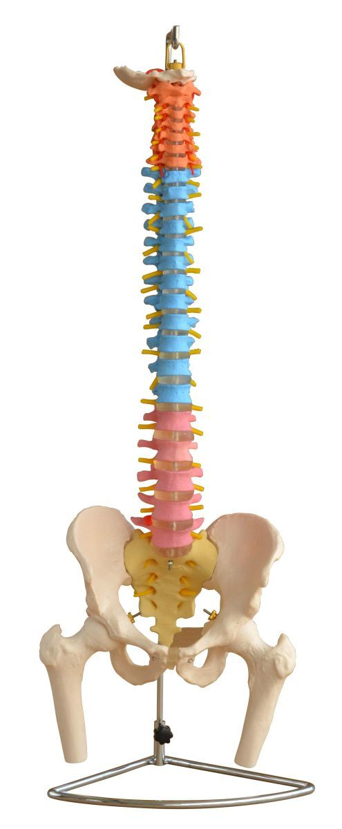 Mod vertebra 1677872473