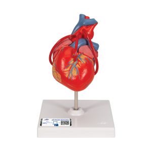 Herz- und Kreislaufmodelle