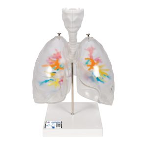 Lungenmodelle