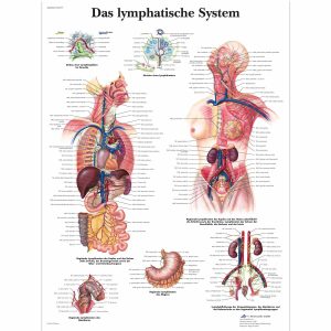 Lymphatisches System