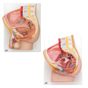 1 1 Anatomie Weibliches Becken Modell Knochen Schulunterricht Anatomieschule 